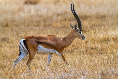Grantgazelle (Gazella granti), Kenya
