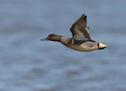 Green-winged Teal (Anas carolinensis) male flying, Florida, USA
