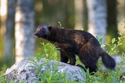 Wolverine, (Gulo gulo), animals, mammals, biotope, habitat, foraging, predator species, marten