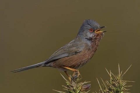 Dartford Warbler (Sylvia undata) male singing, Wales, United Kingdom