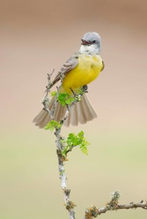 Couch's Kingbird (Tyrannus couchii) singing, Texas, USA