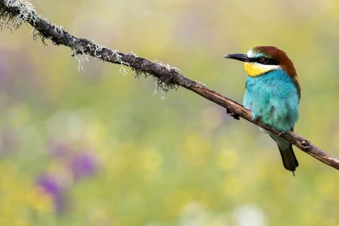 European Bee-eater (Merops apiaster) perched on a branch, Andalusia, Spain