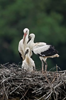 White stork (Ciconia ciconia), adult with two chicks standing on eyrie, Canton Aargau, Switzerland