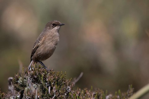 Moorland Chat (Pinarochroa sordida sordida), Bale Mountains National Park, Ethiopia