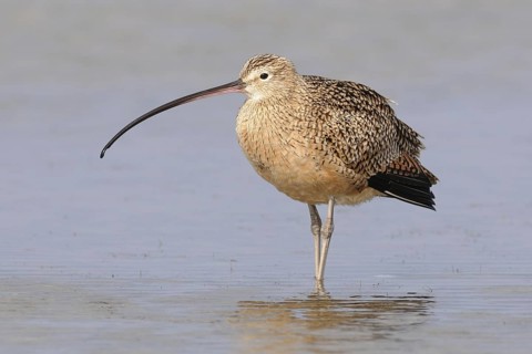 Long-billed Curlew (Numenius americanus), Texas, USA