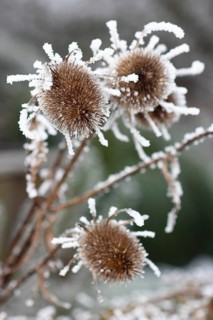 Wild teasel (Dipsacus fullonum), dried inflorescences with hoarfrost, North Rhine-Westphalia,