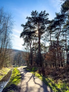 Backlit photograph with shade from trees on hiking trail cycle path through Kirchheller Schwarze
