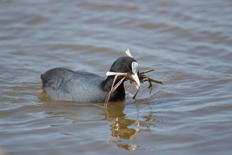 Eurasian coot (Fulica atra) adult bird carrying nesting material in its beak in spring, RSPB