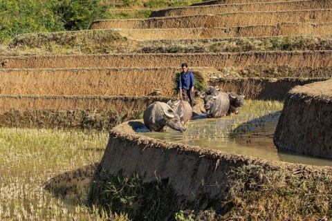 Celestial Stairs — The Yuanyang Rice Terraces in Yunnan, China, carved by the Hani people over 1,