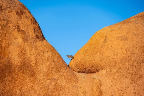 Rock hyrax (Procavia capensis) jumps on a big boulder, Pontok-Berge, Spitzkoppe, Große Spitzkuppe