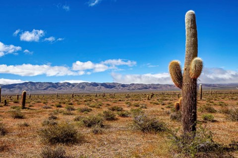 Single cactus in a wide desert landscape with mountains and sky with clouds, The landscape of the
