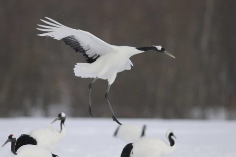 Red-crowned Crane (Grus japonensis) flying, Hokkaido, Japan