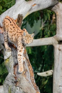 A Eurasian lynx (Lynx lynx) runs down a dead tree lying at an angle