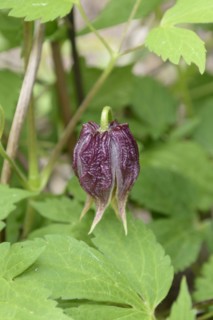 Clematis chiisanensis, Saxon State Institute for Agriculture, Pillnitz, Saxony, Germany