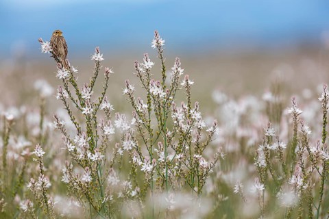 Grauammer, Corn Bunting, Miliaria calandra, Emberiza calandra, Bruant proyer, Triguero