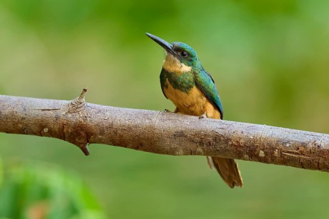 A colourful bird sitting on a branch in green surroundings, Rufous-tailed jacamar (Galbula