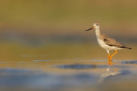 Terek sandpiper, (Xenus cinereus), animal, animals, bird, birds, snipe family, snipe, biotope,