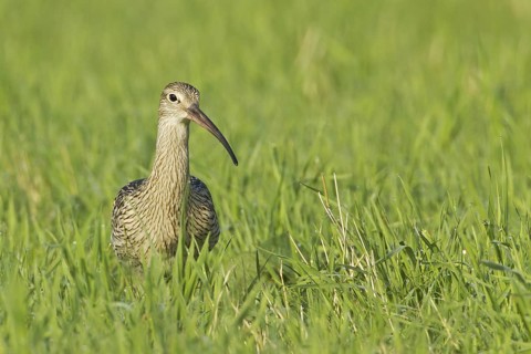 Eurasian Curlew (Numenius arquata), Germany