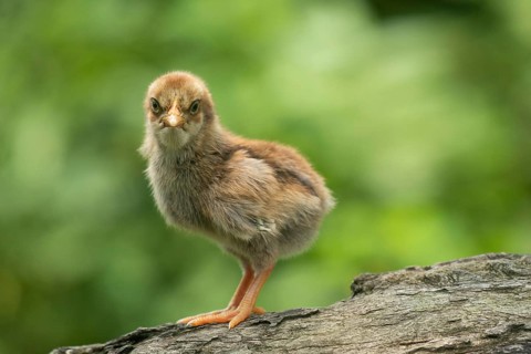 Newborn chicken standing on a tree