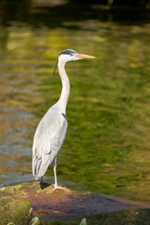 Grey heron (Ardea cinerea) standing at the shore of a lake, wildlife, Bavaria, Germany