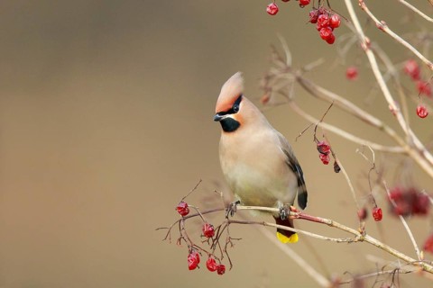 Bohemian Waxwing (Bombycilla garrulus), North Rhine-Westphalia, Germany