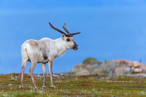 Reindeer, Ren, (Rangifer tarandus), Animals, Mammals, Deer family, Varanger, Finnmark, Norway