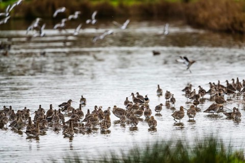 Eurasian Curlew, Numenius arquata, birds on marshes, Devon, England, United Kingdom