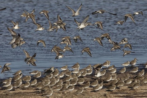 Red Knot (Calidris canutus) flock, Banc d'Arguin National Park, Mauritania