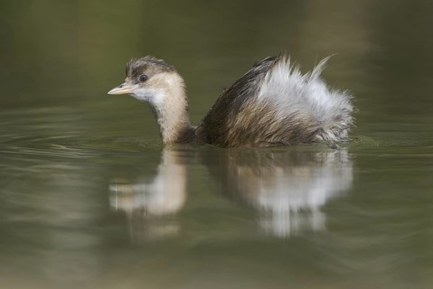 Little Grebe (Tachybaptus ruficollis), Saxony, Germany