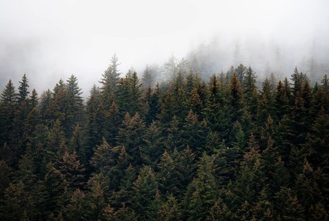 Dense forest on mountain slopes, mystical fog sweeping through the forest, Kenai Fjords National