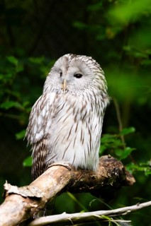 Ural owl (Strix uralensis) sitting on a branch, Bavaria, Germany