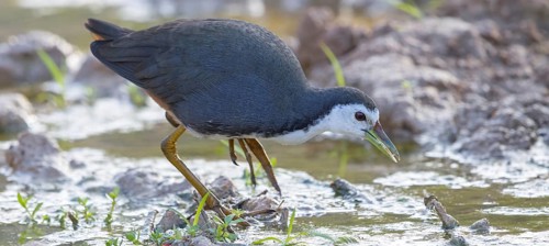 White-breasted Crake, (Amaurornis phoenicurus), Animals, Birds, Crake family, Ayn Hamran, Salalah,