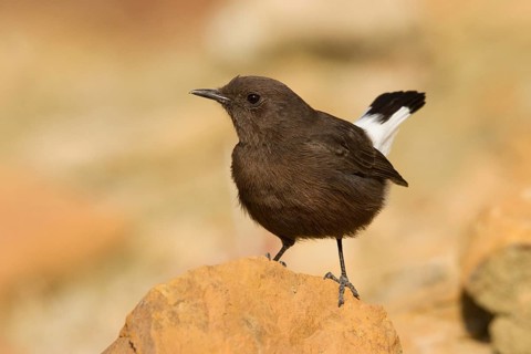 Black Wheatear (Oenanthe leucura) female, Morocco