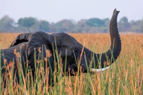 African elephant (Loxodonta africana), elephants on the riverbank between river grass, Thamalakane
