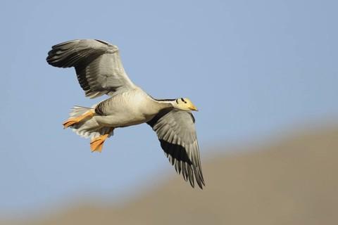 Bar-headed Goose (Anser indicus) flying, Tibet, China
