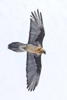Bearded vulture, lammergeier, (Gypaetus barbatus), (Gypaetus barbatus meridionalis), flight photo,