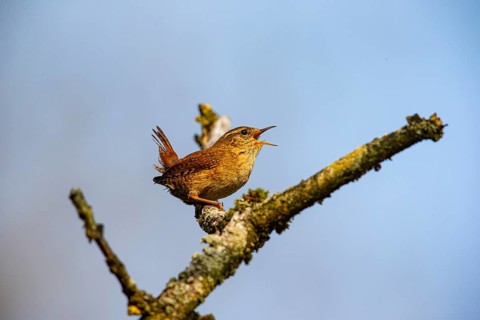 Wren (troglodytes troglodytes) Germany