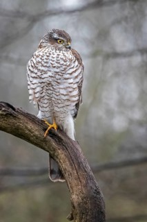 Eurasian Sparrowhawk (Accipiter nisus) female perched on a branch, Saxony-Anhalt, Germany