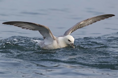 Northern Fulmar (Fulmarus glacialis), Iceland