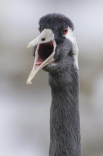 Common Crane (Grus grus) calling, Vaestergoetland, Sweden