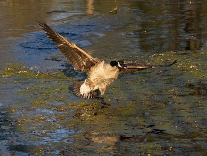 Canada goose (Branta canadensis), adult bird in flight, about to land on lake, Hesse, Germany