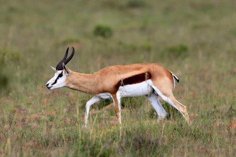 Springbok (Antidorcas marsupialis), adult, male, foraging, running, Mountain Zebra National Park,