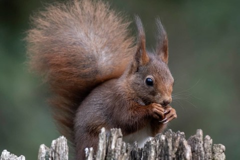 Squirrel (Sciurus vulgaris), Emsland, Lower Saxony, Germany
