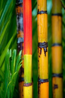 Coloured, colourful, colourful bamboo, plant, flora, decoration, detail, trunk, vegetation,