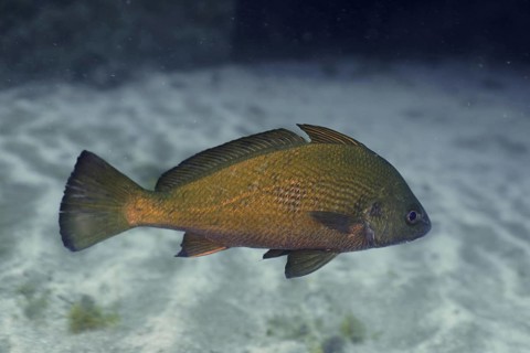 Umber fish (Umbrina canariensis)