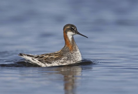 Red-necked Phalarope (Phalaropus lobatus) male, Manitoba, Canada
