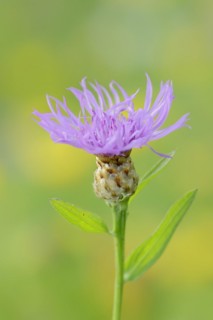 Meadow knapweed or brown knapweed (Centaurea jacea), flower, North Rhine-Westphalia, Germany