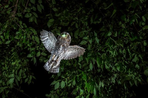 Eurasian Scops Owl (Otus scops) with grasshopper prey in its beak, Andalusia, Spain