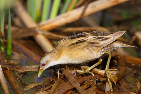 Little Crake (Porzana parva) female foraging, Greece