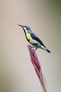 Purple Sunbird, (Cinnyris asiaticus), male, perch, animals, birds, sunbirds, Al Qurm Park, Muscat,
